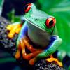 treefrogger